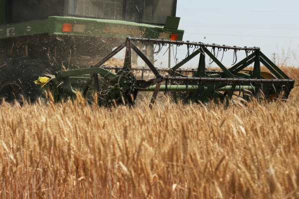 The Biotech Breakthrough Ending Zimbabwe’s Hard Wheat Imports