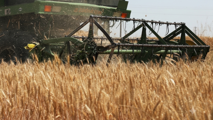 The Biotech Breakthrough Ending Zimbabwe’s Hard Wheat Imports