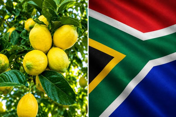 South African Citrus Outlets Adjust 2026 Export Forecasts, While Bank of America Taps New Africa Head