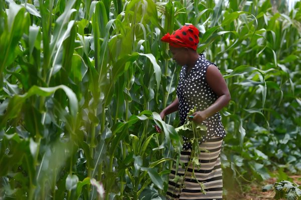 Kenya Turns to Corn Imports After Crop Failure